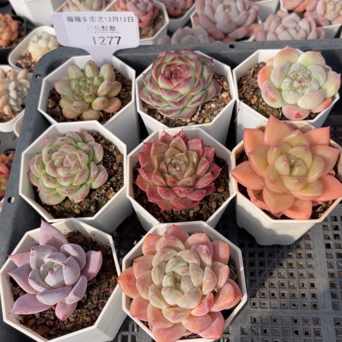 不包整散 盆子不售后1277