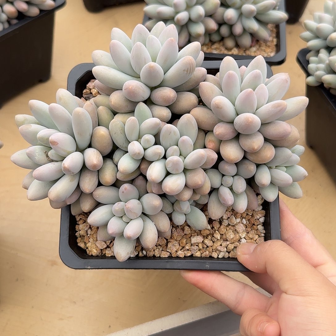 橙色恋人整无砍群生