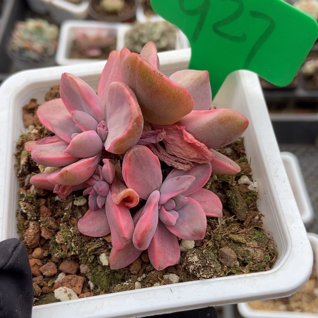 927彩虹糖锦多肉植物