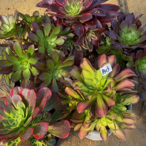 五颗嫩桩多肉13多肉不包断