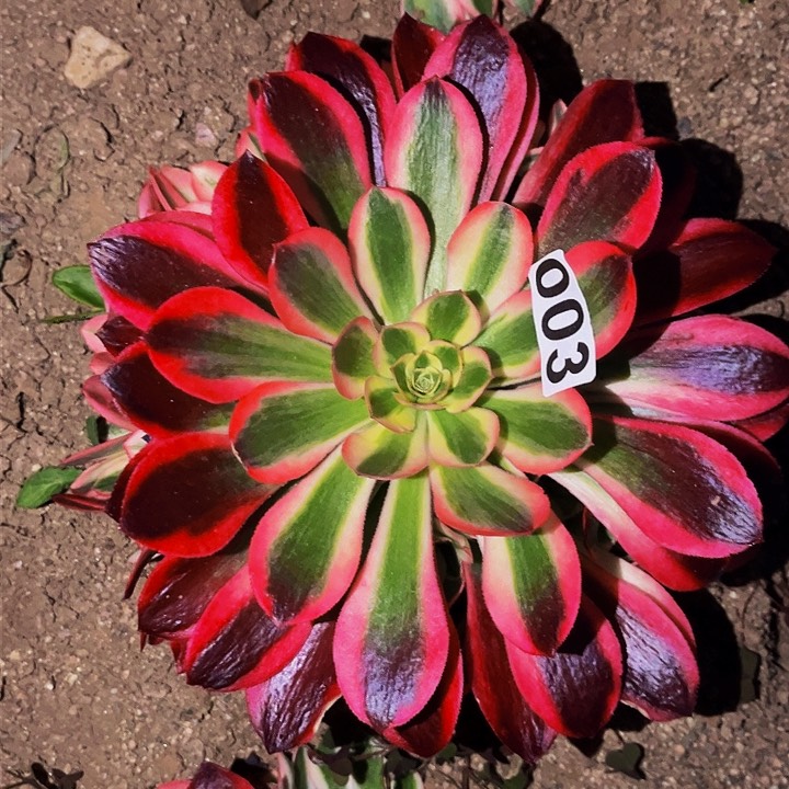 003女妖多肉植物处理不售后