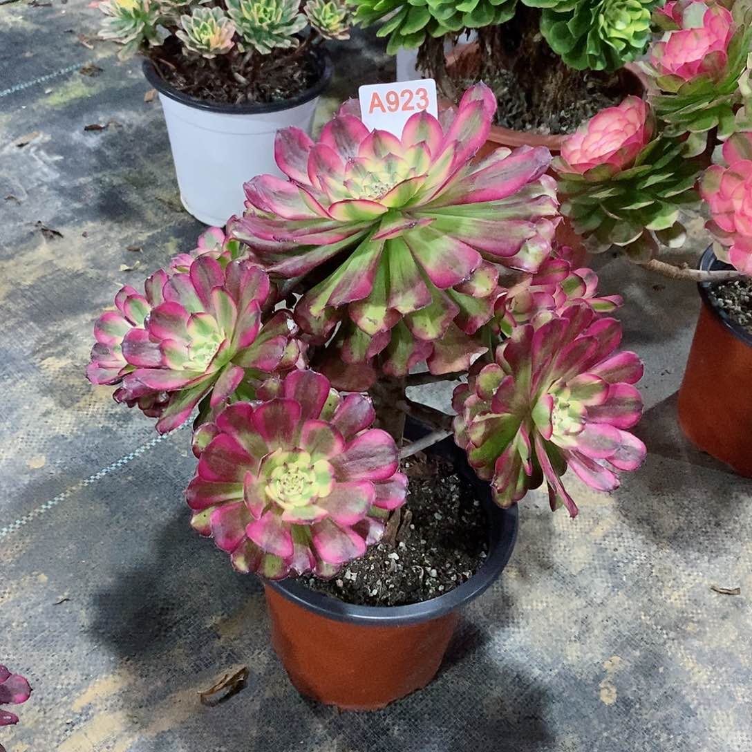 维娜斯923多肉法师