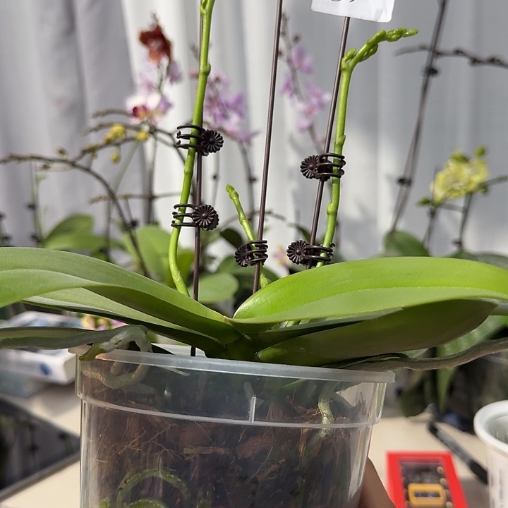 初***者大部分开放少量花苞53