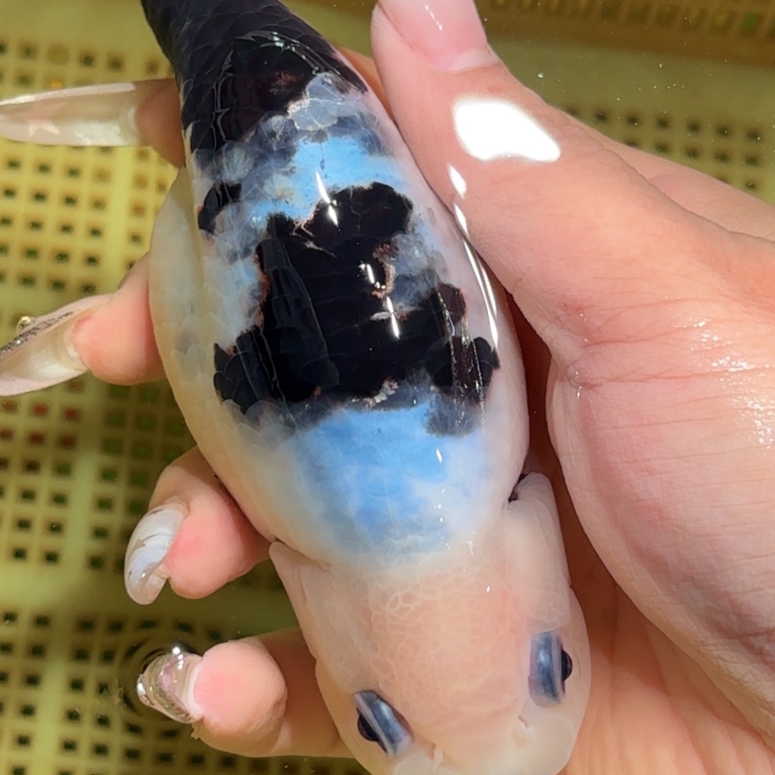 巧***姐金鱼拍包装包邮，不拍包装运费到付