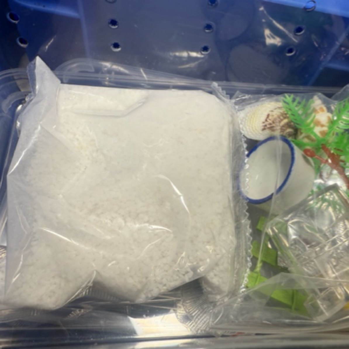 寄居蟹新手饲养套餐