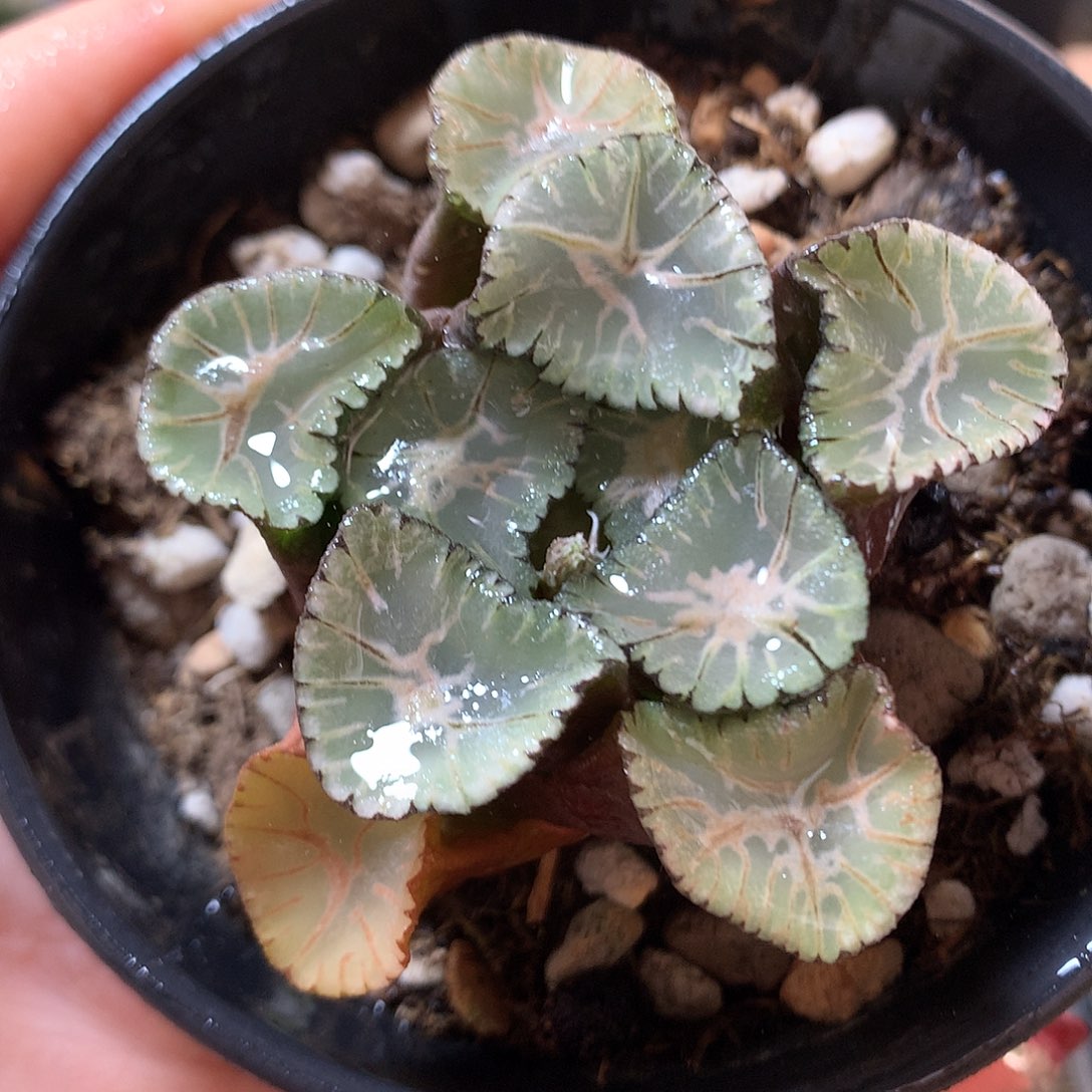 60号万象带盆带土