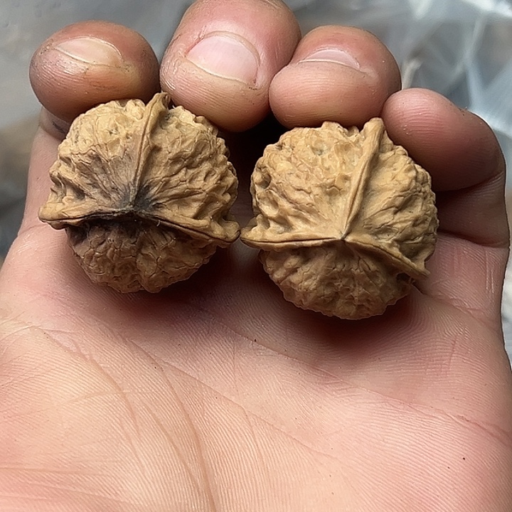 核桃56号揣兜三楞32尺