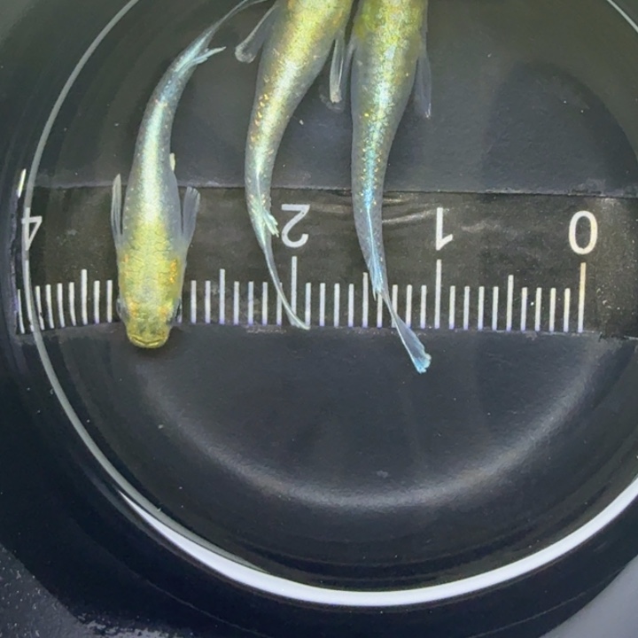 青鳉鱼帝姬20号青鳉