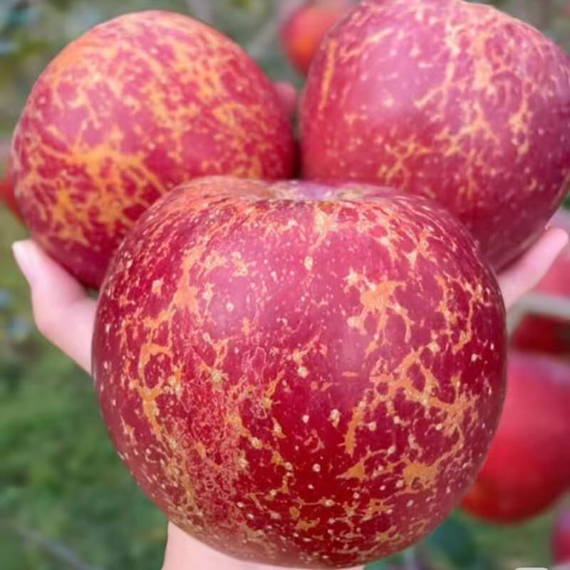 正宗冰糖心丑苹果新鲜采摘脆甜多汁当季水果