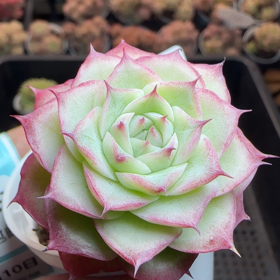 花语逸镜0310-342