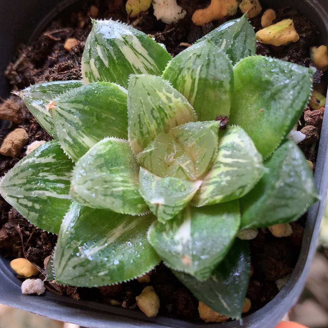 赤富士锦带盆土发货