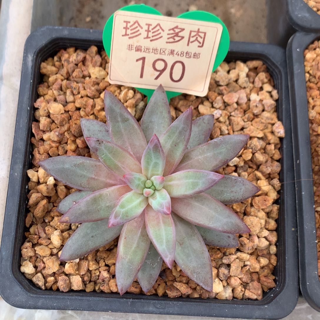 虞美人羽毛纹单头190