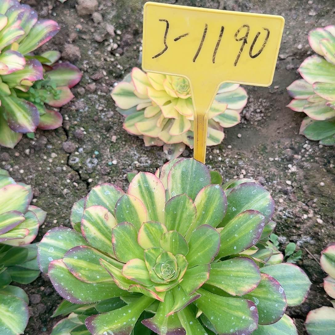 3-1190---多头多肉植物