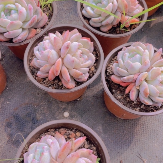 两颗双头橙梦露雪天使