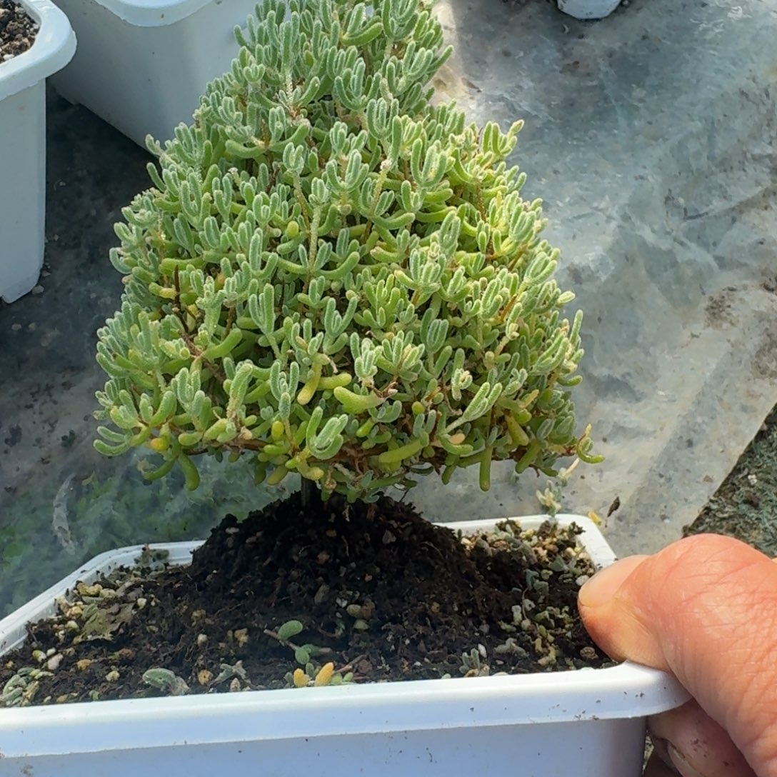 圣诞树冰晶杂带盆带土发