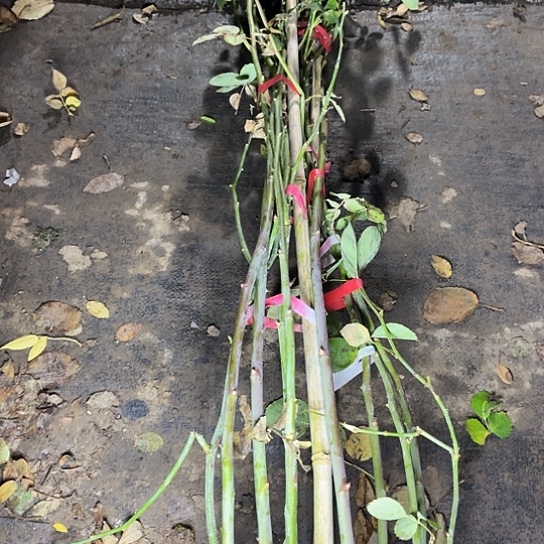 矛***体无花朵无刺罗伊大花