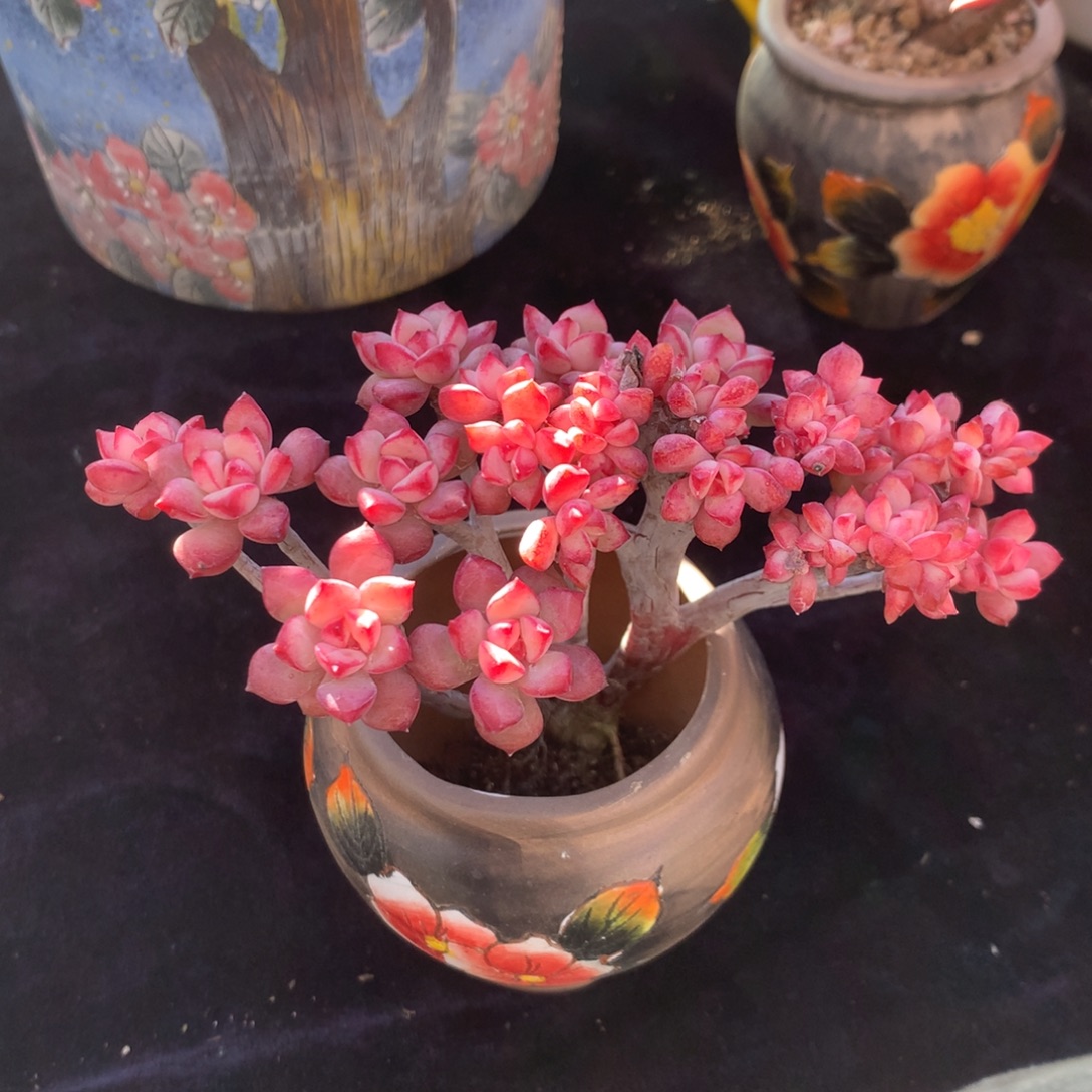 果***鲜人工增水系统在国内已经