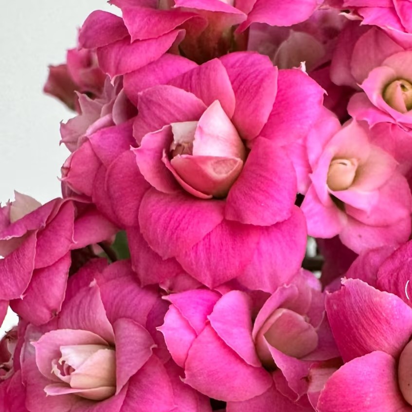 （110盆安德里）玫红色重瓣长寿花 室内懒人盆栽 基地直发