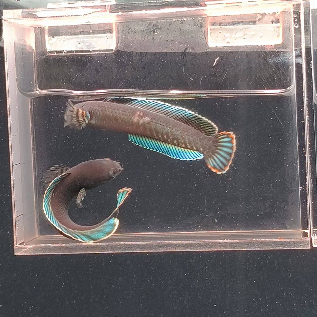 雷龙鱼奶茶。。。。。。。。