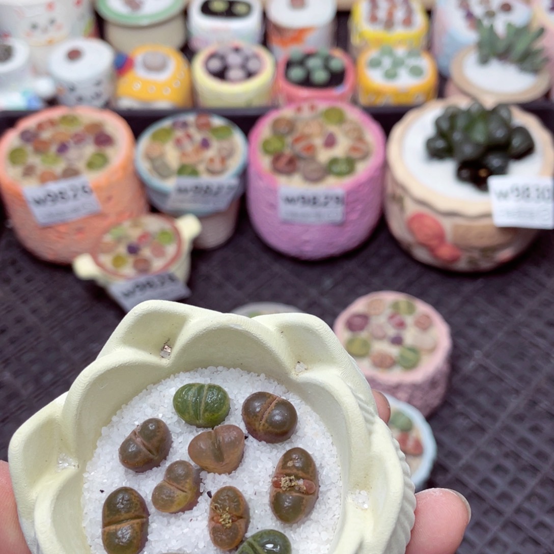 w9831 -零下地区拍保温箱-15支持寄养