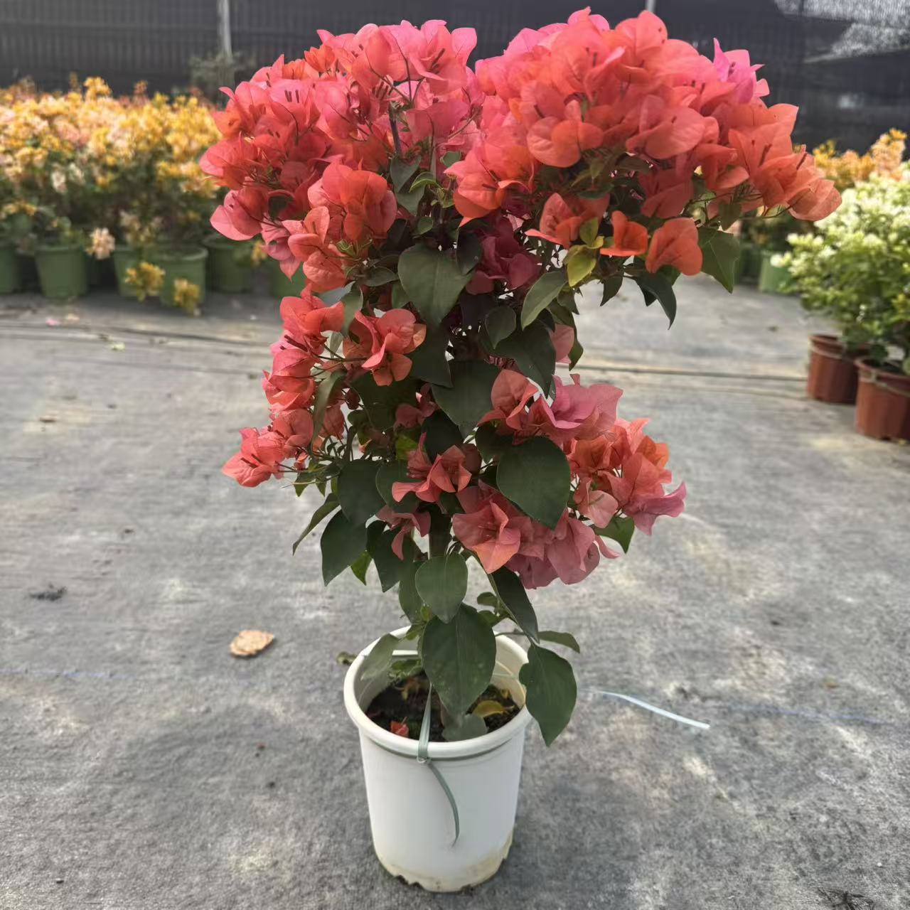 【橙色精彩】三角梅四季勤花原盆基地直发带花阳台庭院高飘易养