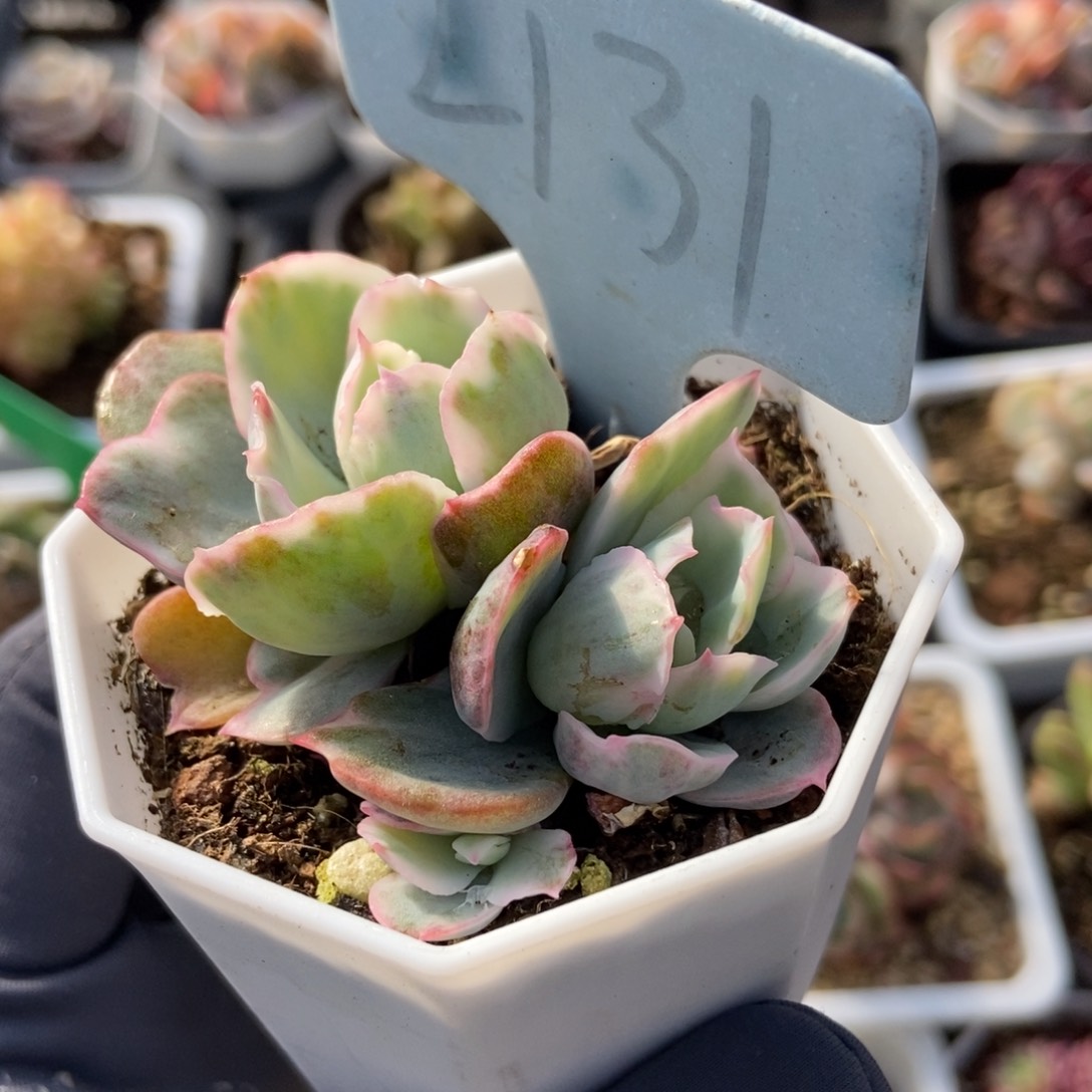 2131伯克利锦多肉植物