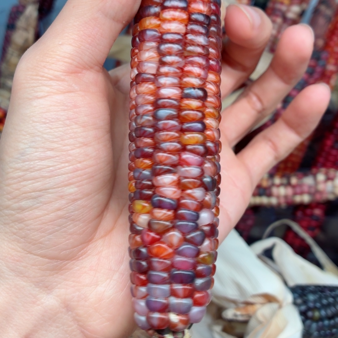 长***星吊坠白玉菩提文玩精品文玩精品