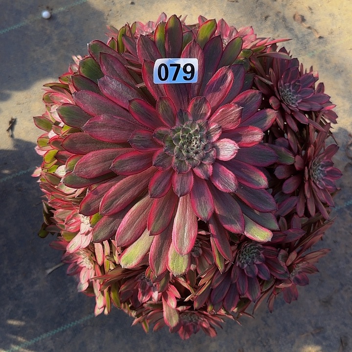 079紫霞仙子多肉法师