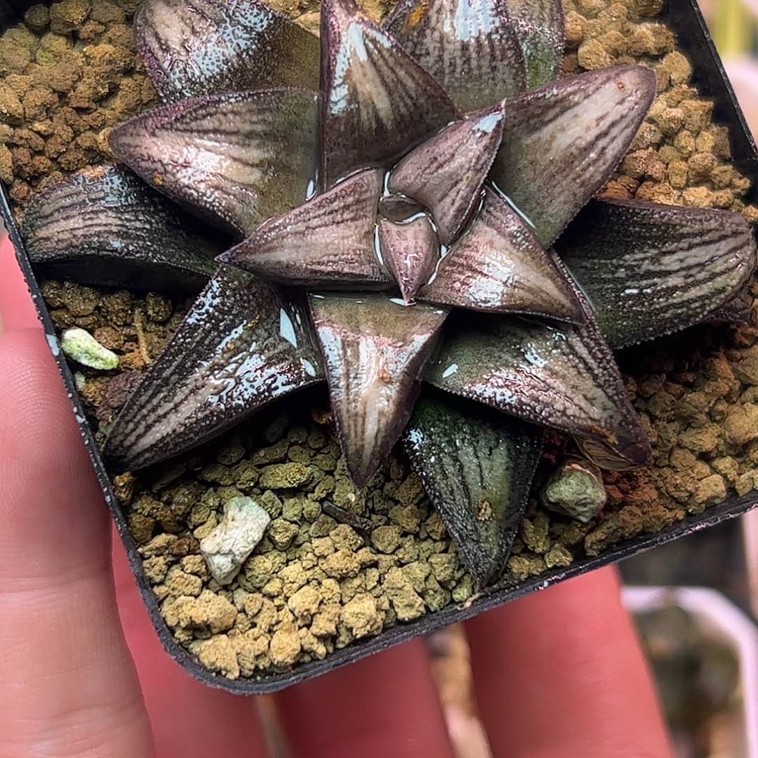 实生硬叶特选十二卷多肉