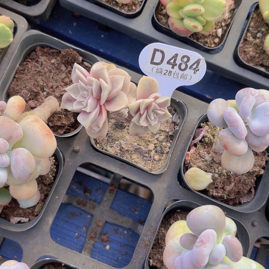 D484可爱玫瑰一物一拍