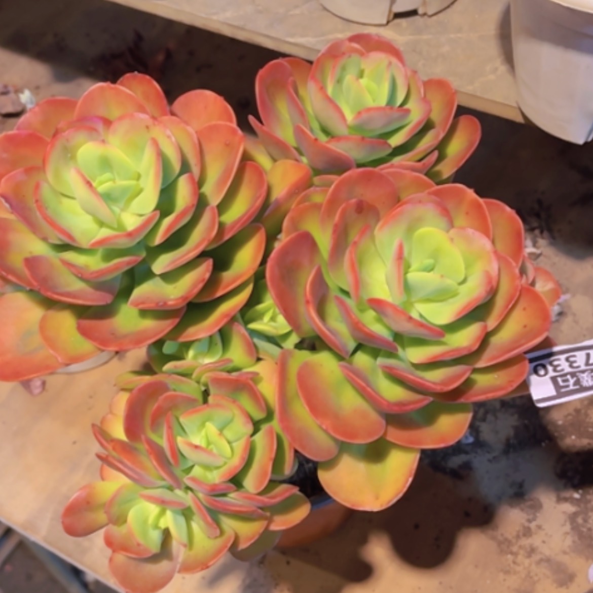 【闪购商品】红梅17330