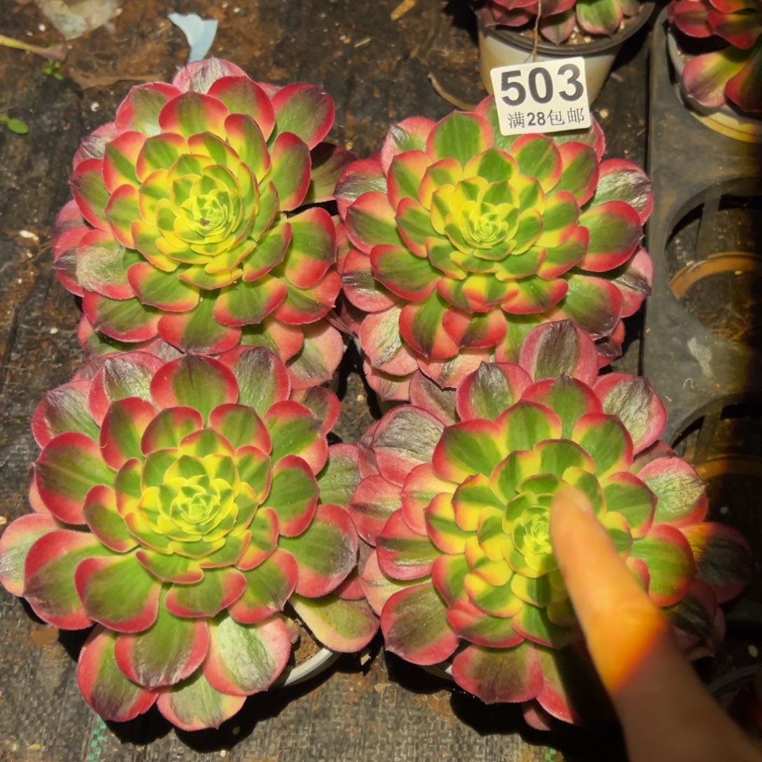 多肉植物503四颗单头