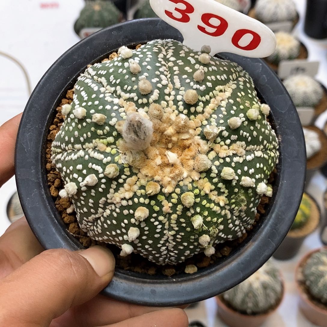 浪***石390福利特价咯努力来了
