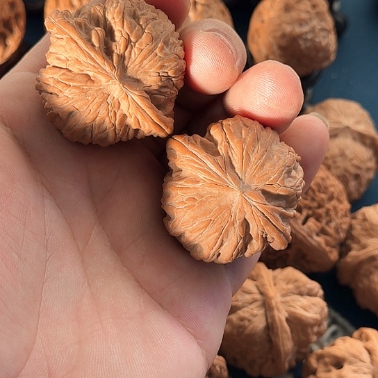 43全品无修蝴蝶磨