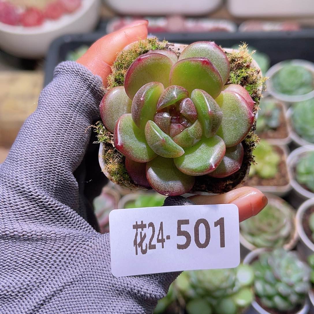 花24-501珍妮单头