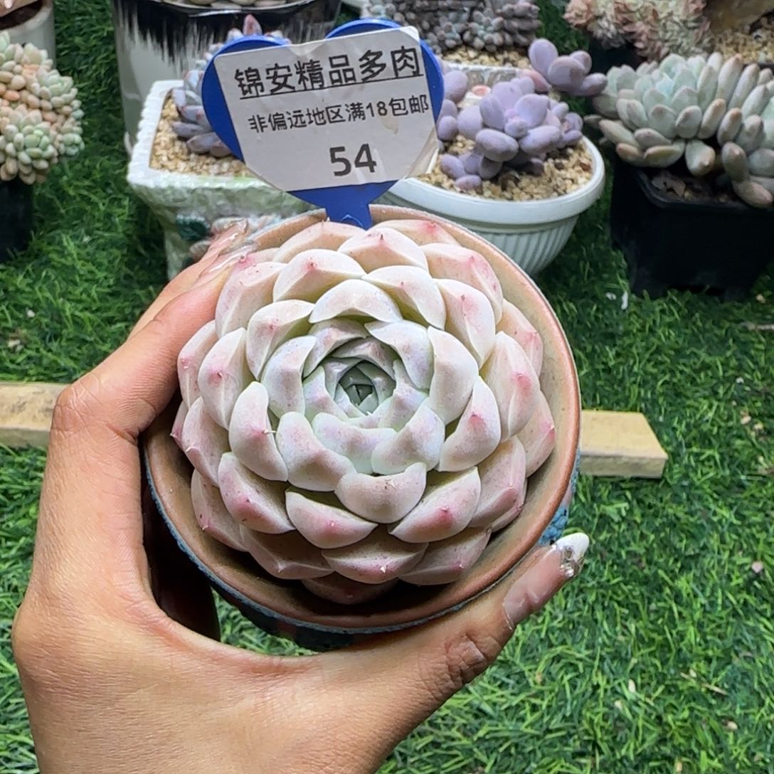 尋*锦安精品多肉编号54