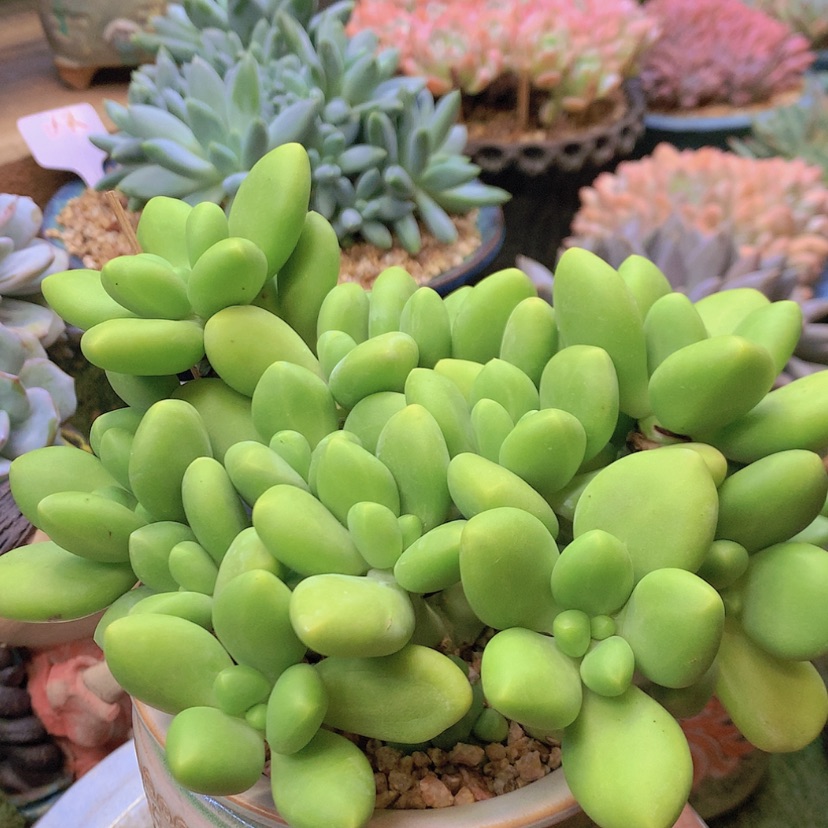 【闪购商品】彩虹芒果奶