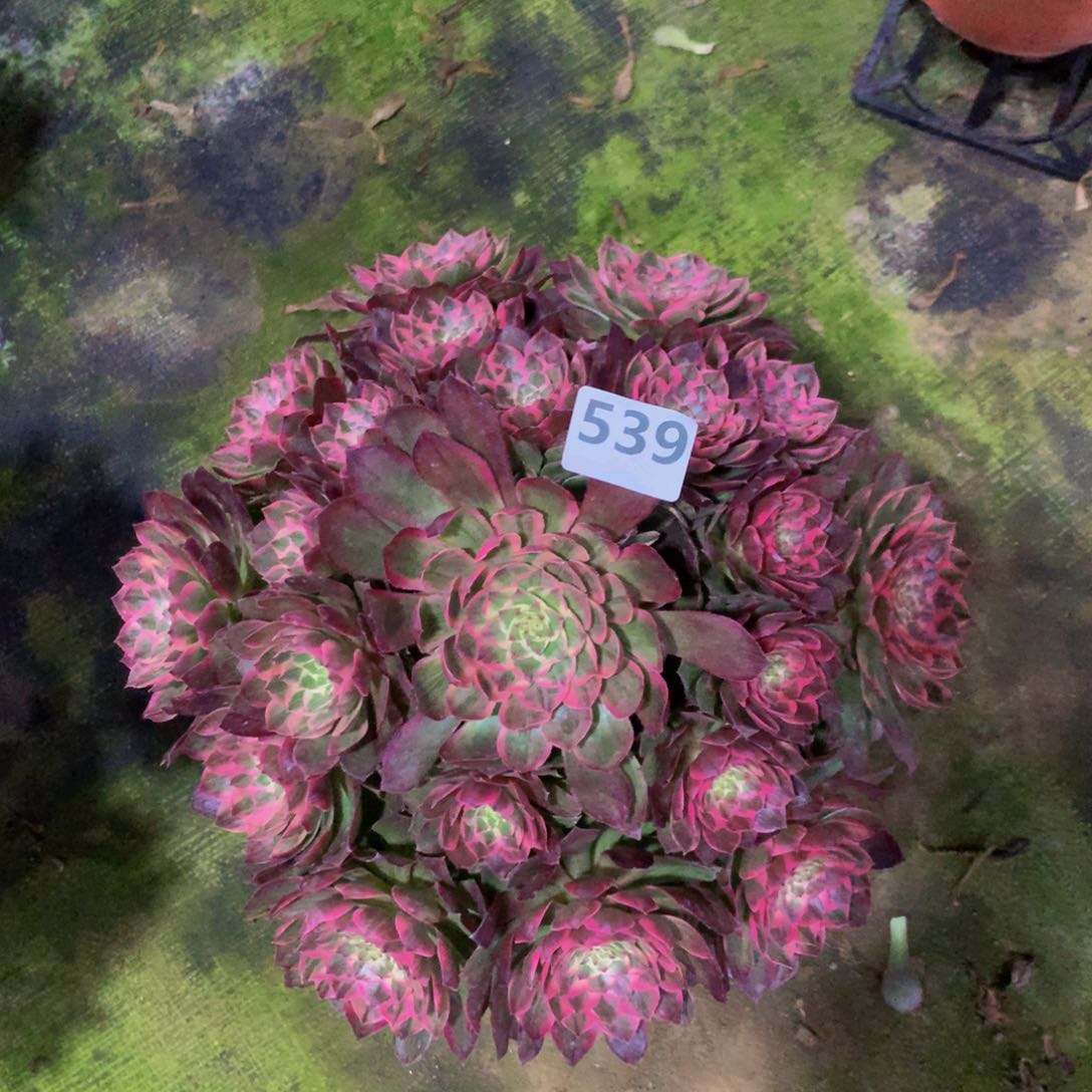 【闪购商品】539粉花妖