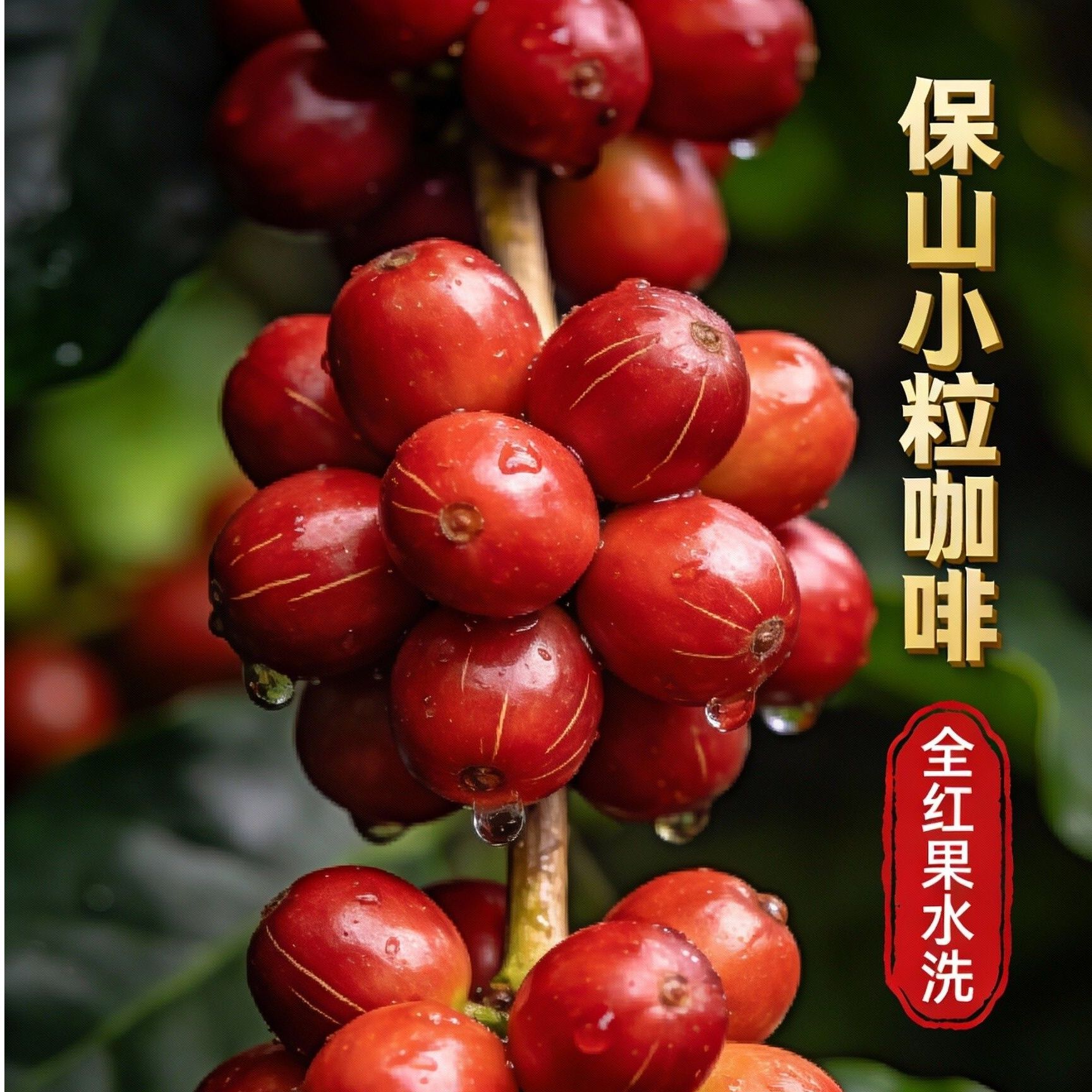 精品全红果水洗云南小粒阿拉比卡意式焙炒中度偏深风味精品咖啡豆