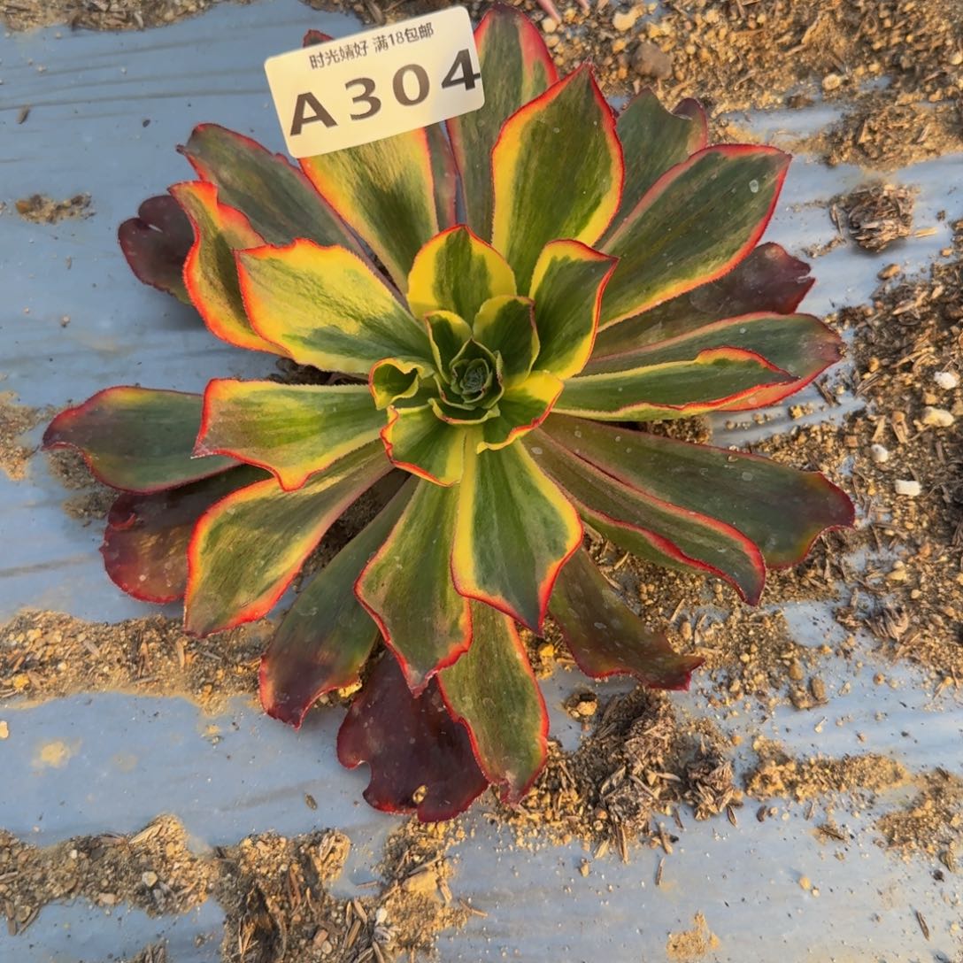 304魅影 多肉植物