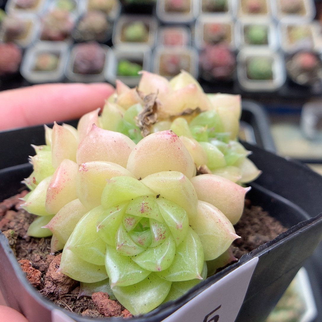 C135y y y y y y y y