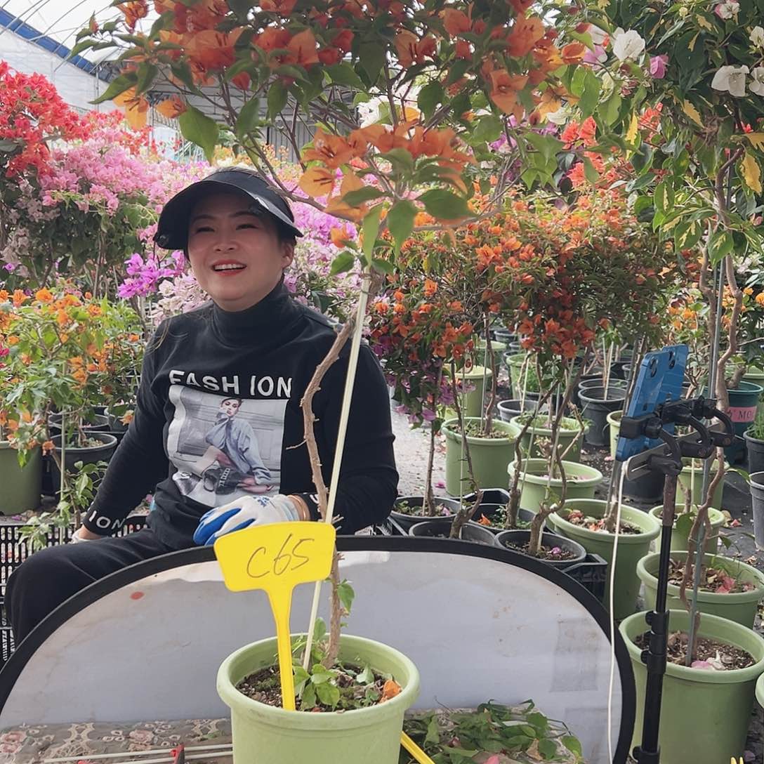 耘***大部分花苞少量开放C65橙桑巴