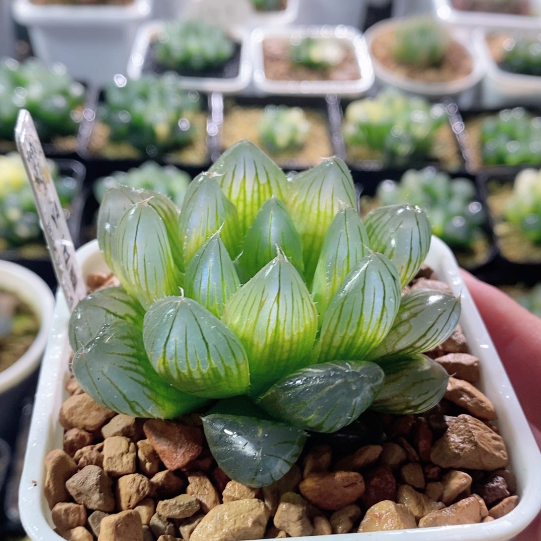 Y4玉露多肉植物多肉植物