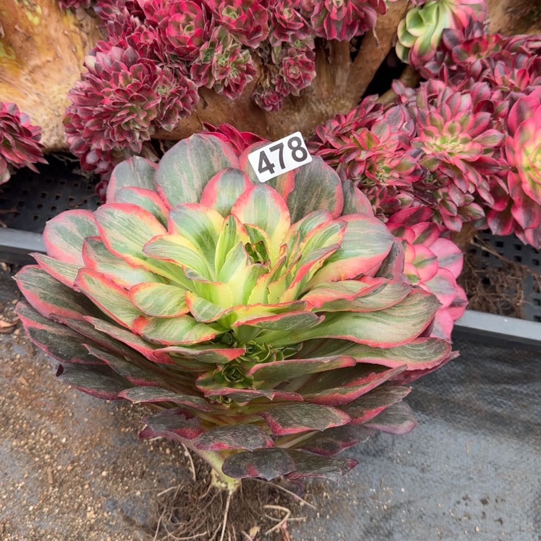 478多肉植物魅金玫瑰锦