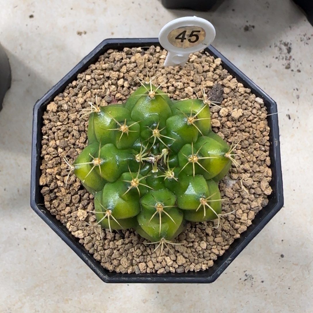 45号实生丽蛇带盆土发货