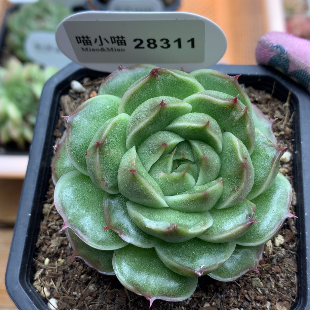 多肉植物东云珍妮