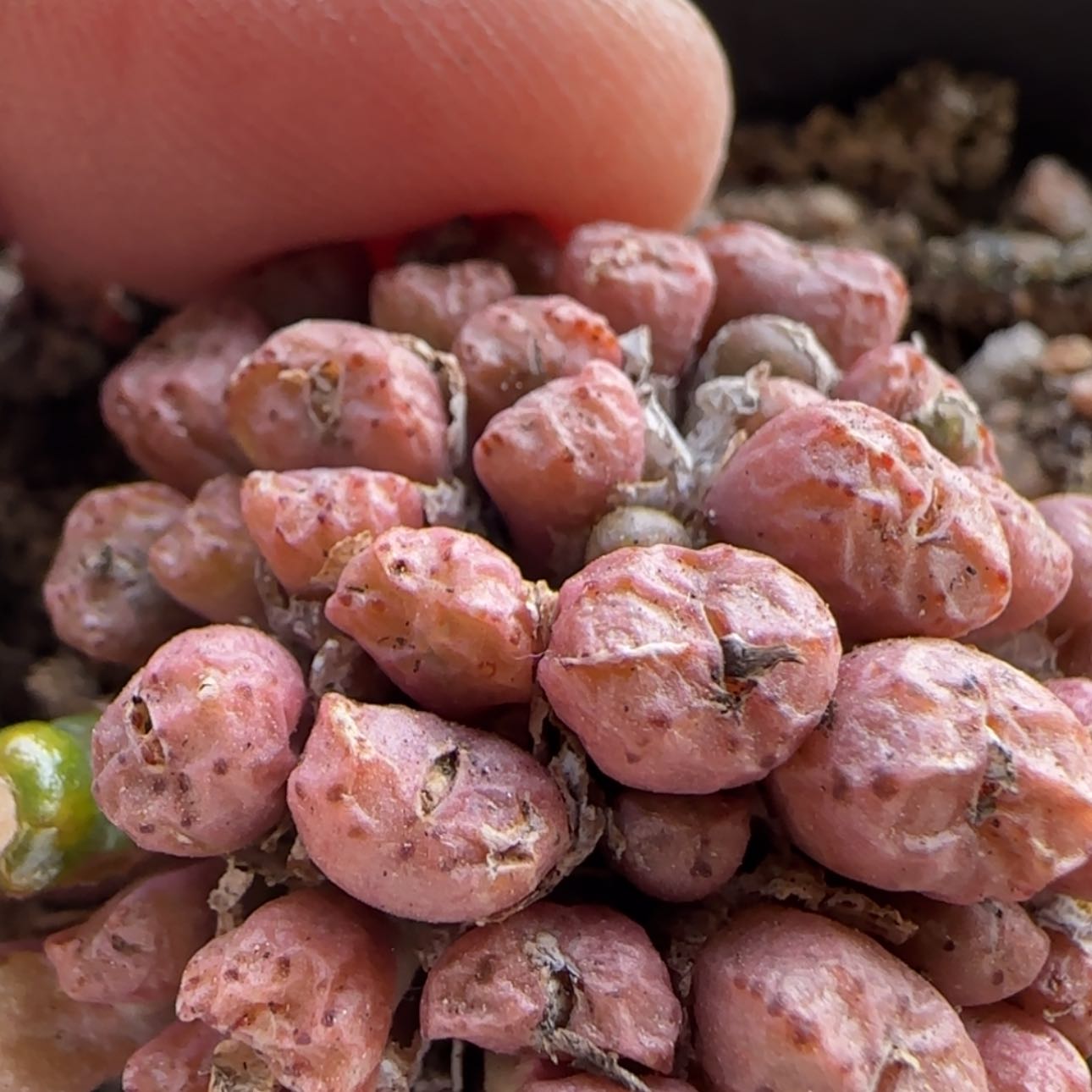 【闪购商品】8027