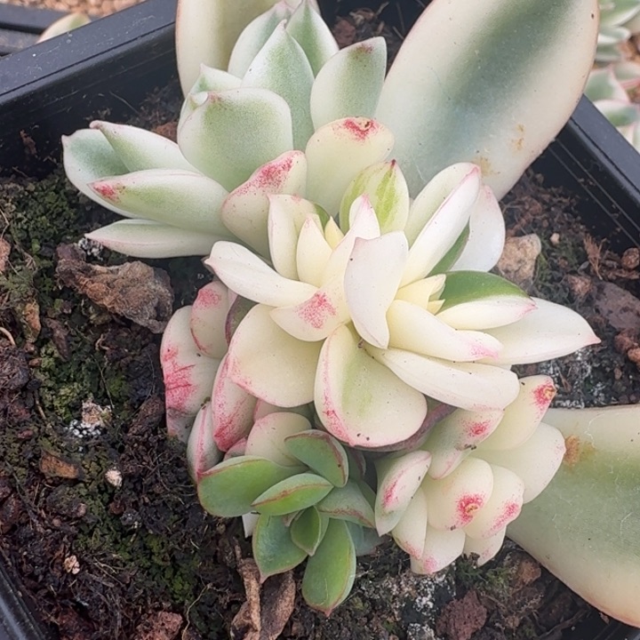 红花女王锦腹轮锦底座