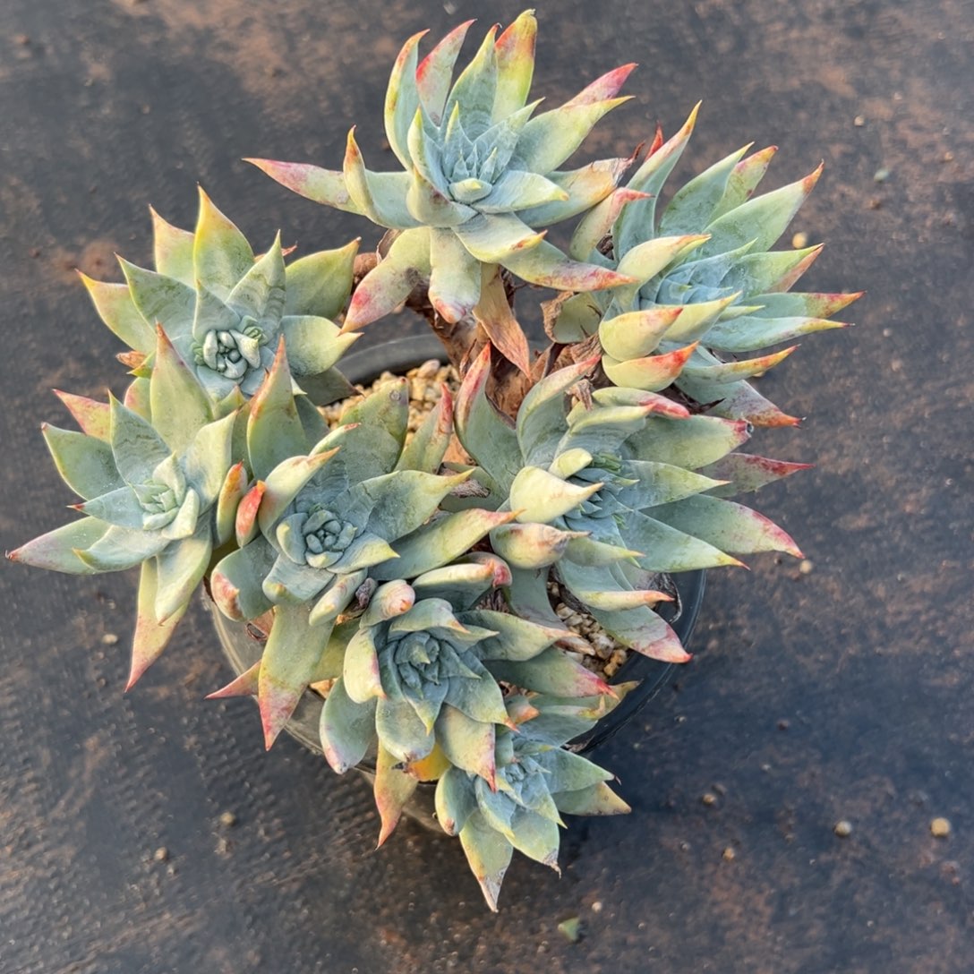 雪山苹果叶～仙女杯1846