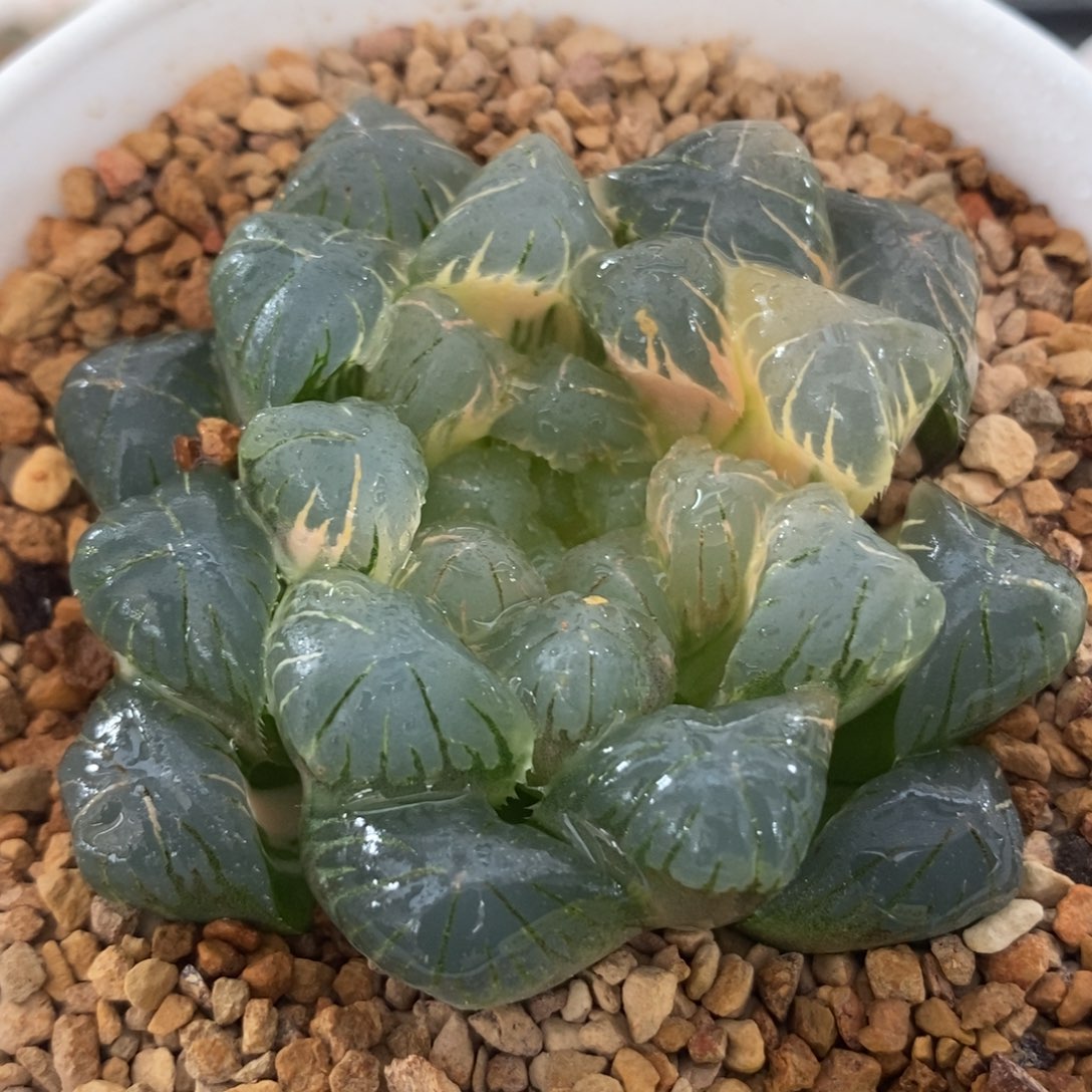 656湖水玉露锦一物一拍